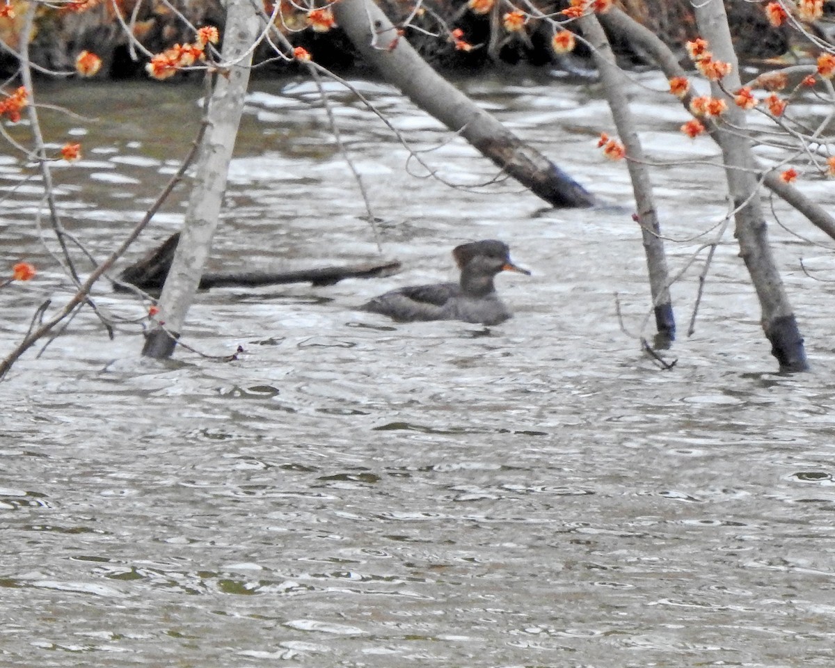 Hooded Merganser - ML616223207