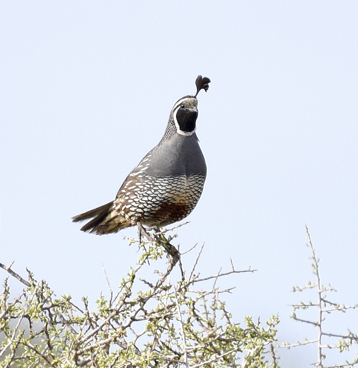 California Quail - Steven Mlodinow