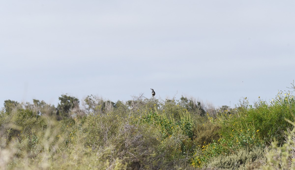 California Quail - ML616223213