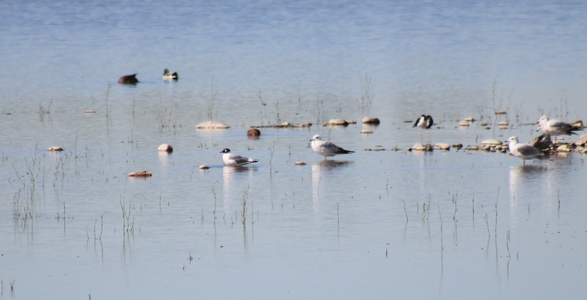 Franklin's Gull - steve boyack