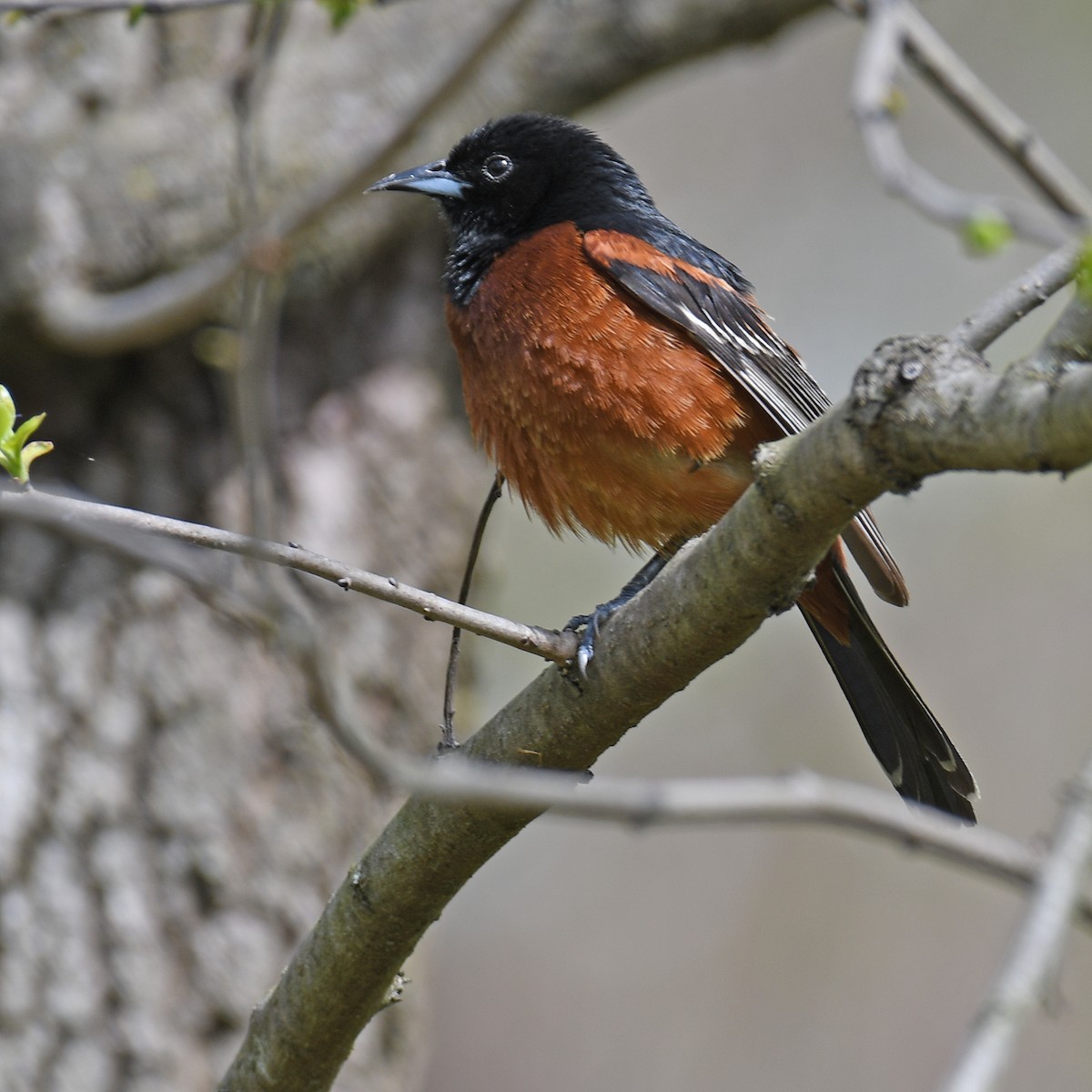 Orchard Oriole - ML616223293