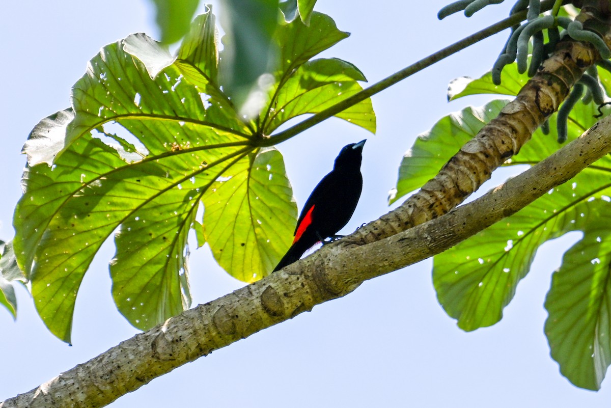 Scarlet-rumped Tanager - Kenneth Franklin