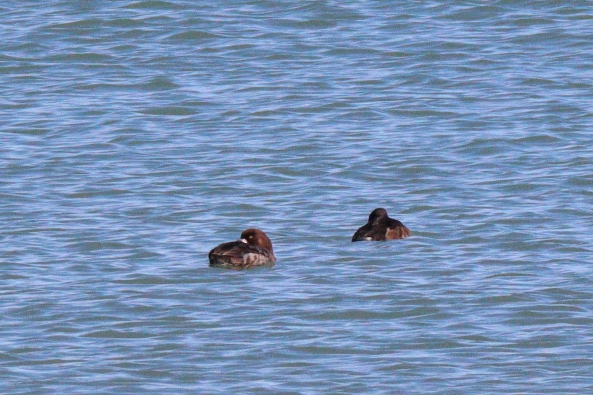 Greater Scaup - ML616223325