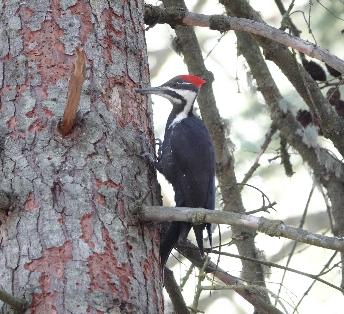 Pileated Woodpecker - ML616223330