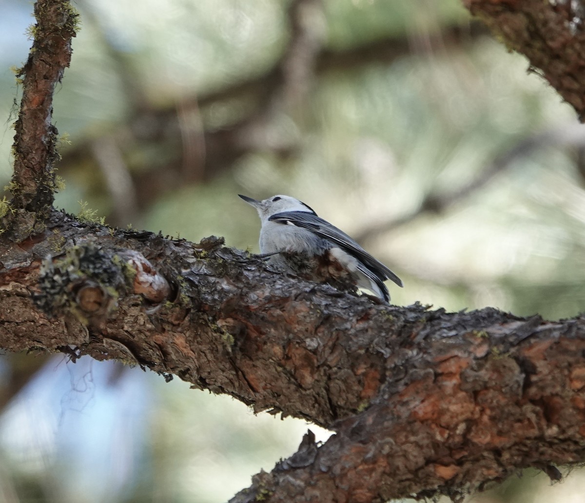 White-breasted Nuthatch - dave koehler