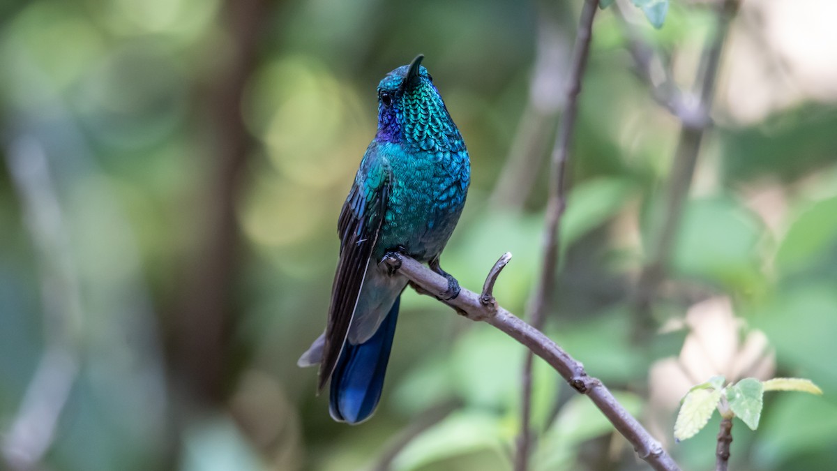 kolibřík modrouchý - ML616223392