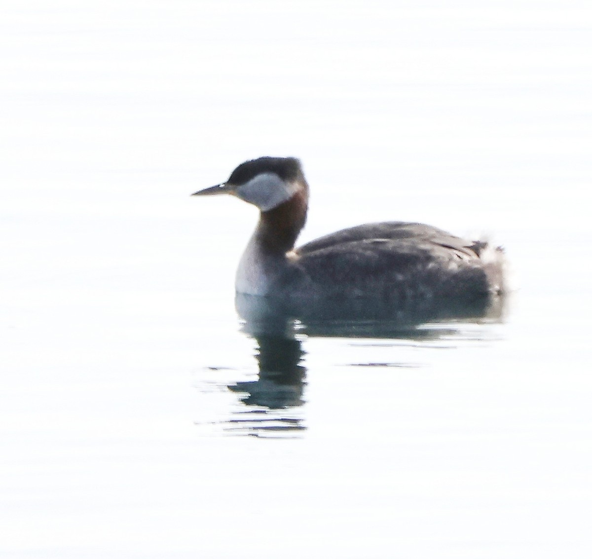 Red-necked Grebe - ML616223413