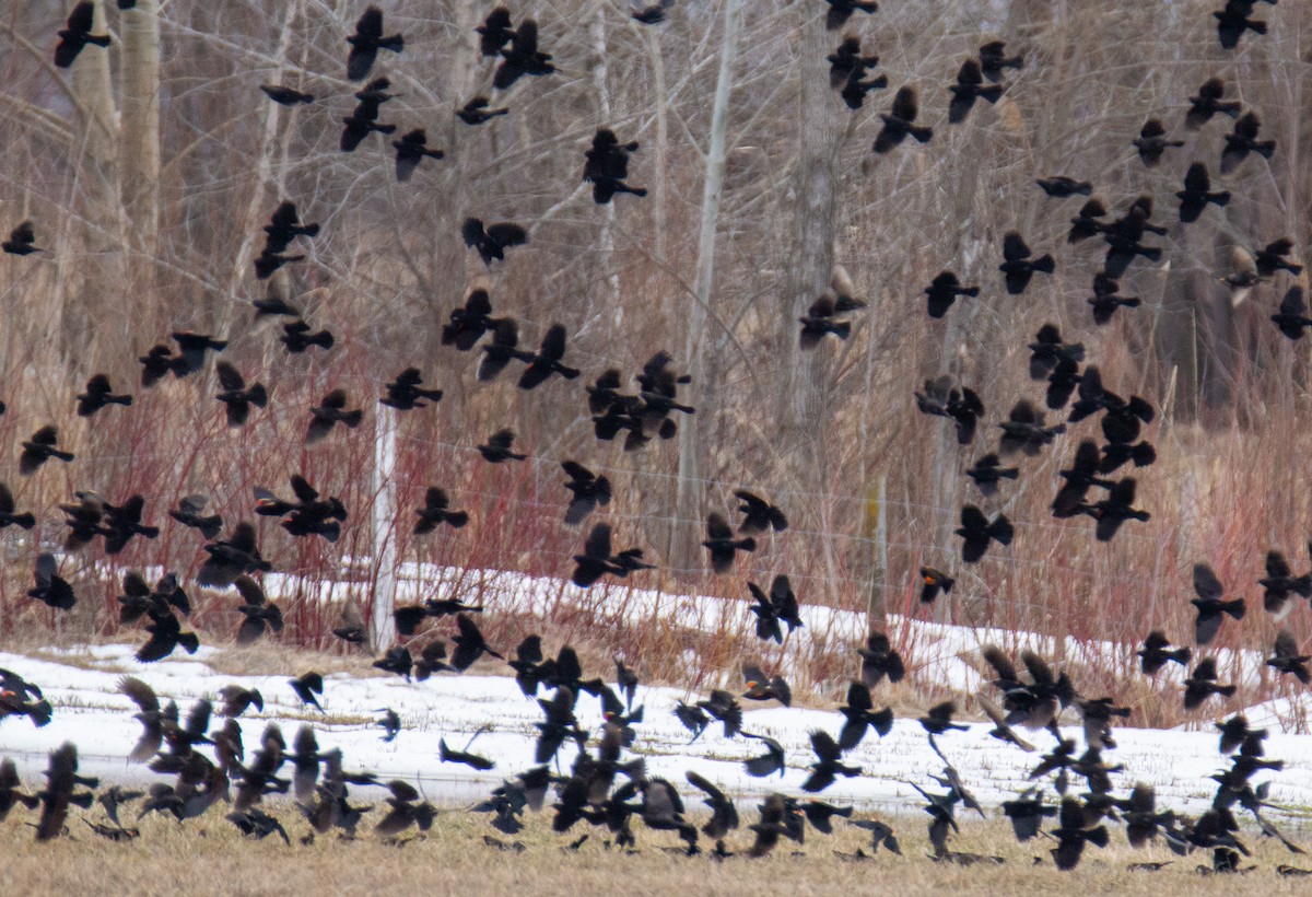 Red-winged Blackbird - Laurent Bédard