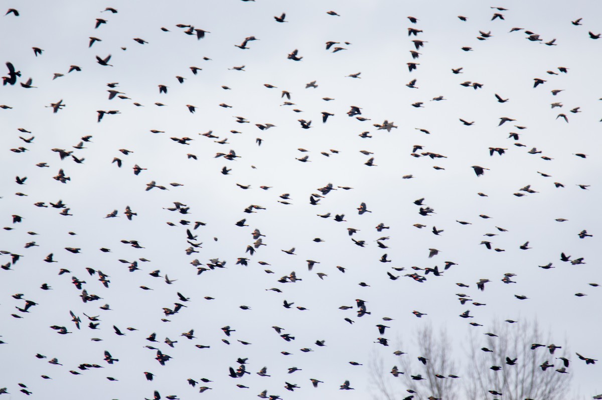 Red-winged Blackbird - Laurent Bédard