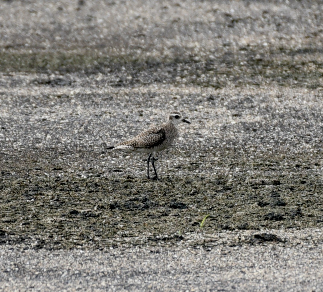 American Golden-Plover - laura endt