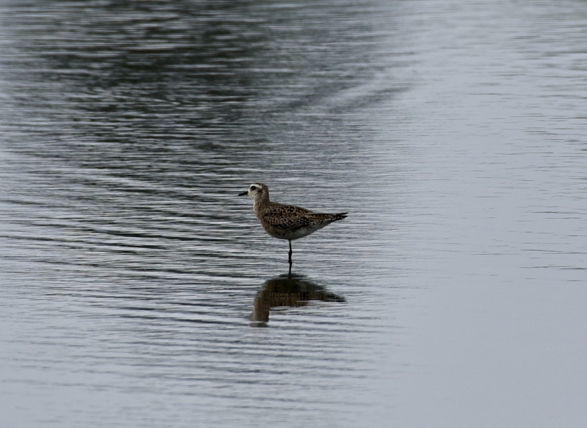 American Golden-Plover - ML616223459