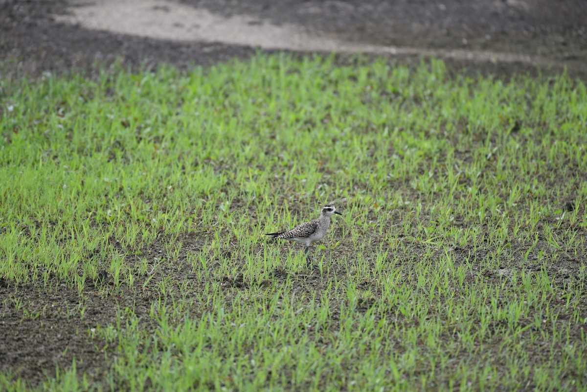 American Golden-Plover - ML616223461