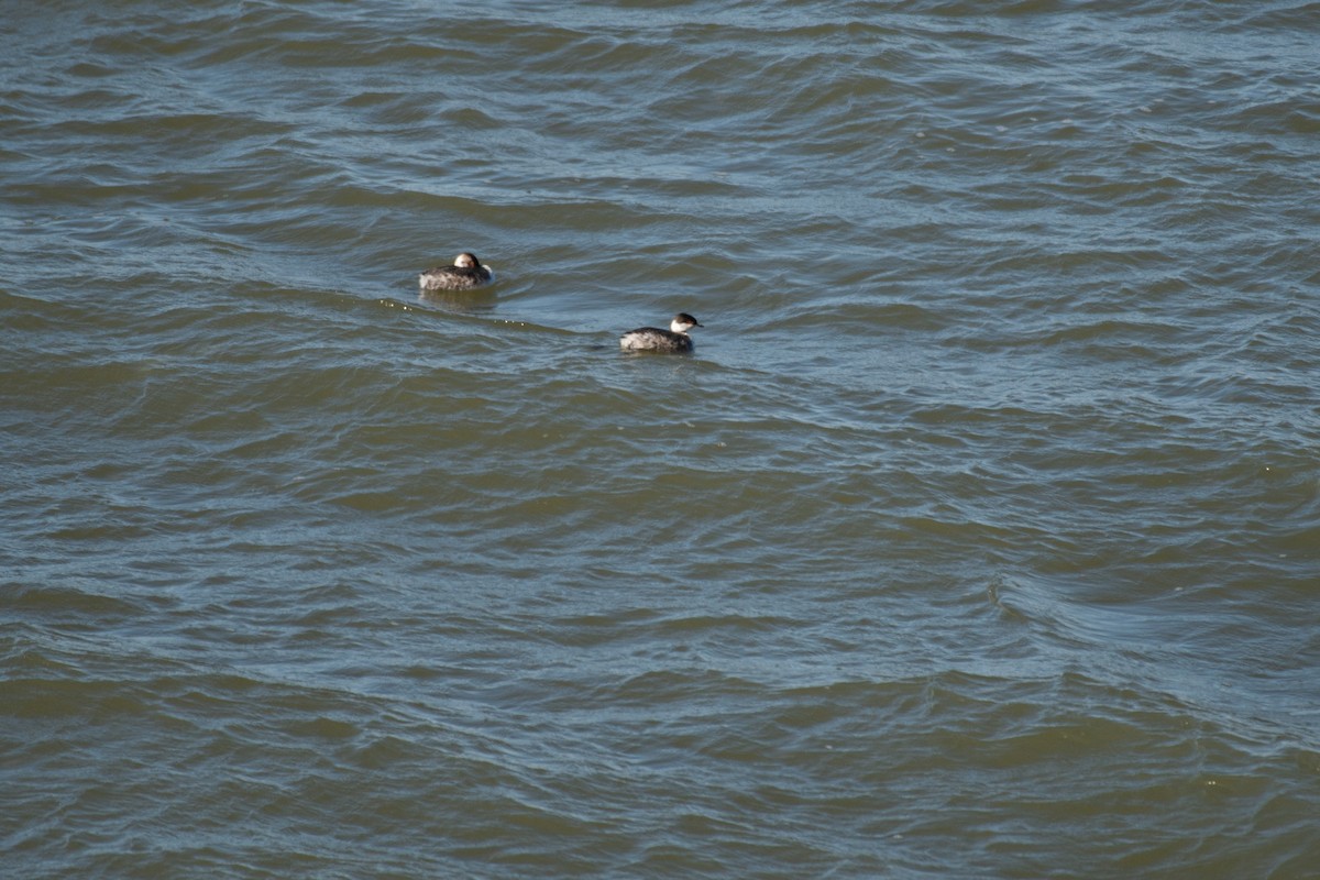 Horned Grebe - ML616223462