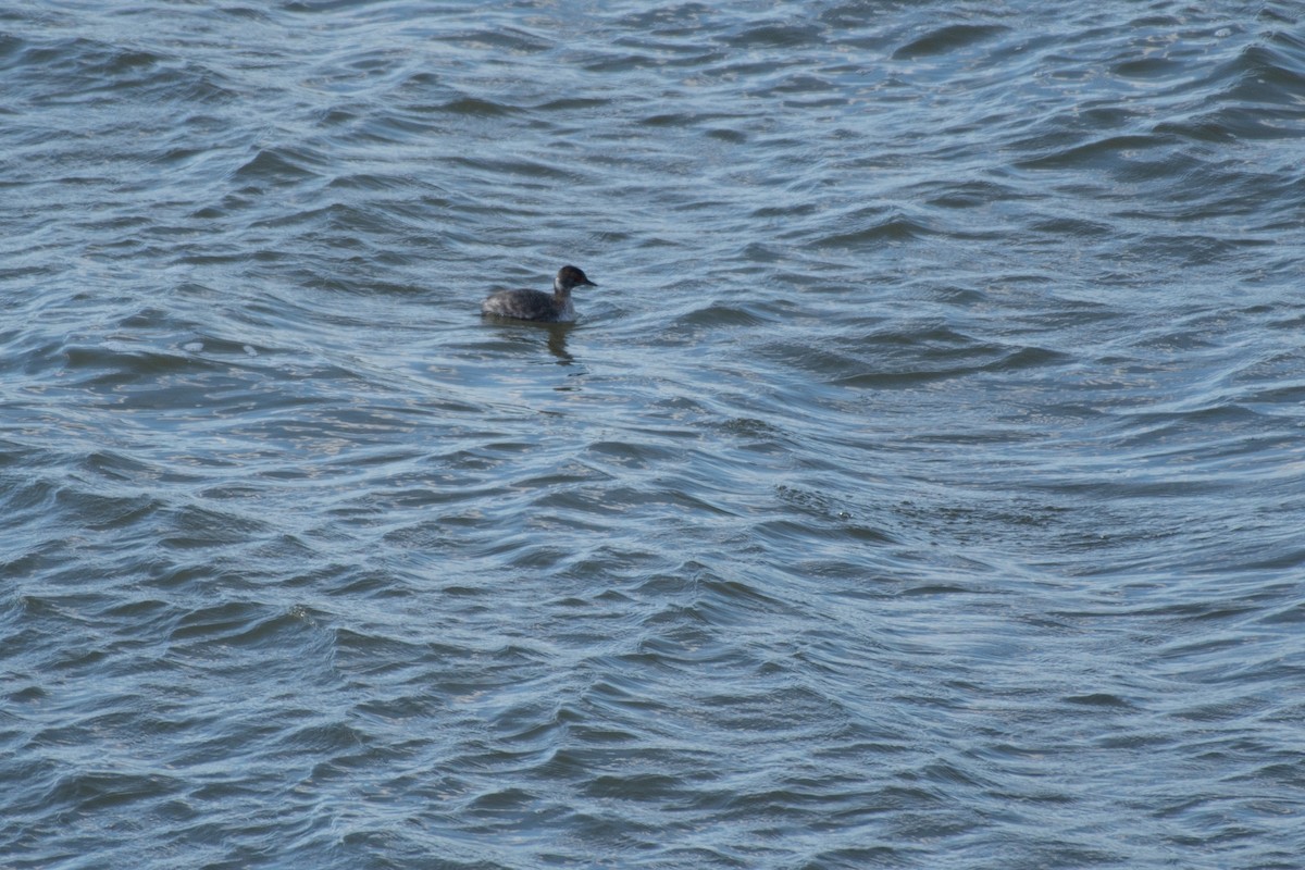 Eared Grebe - Chad Remley