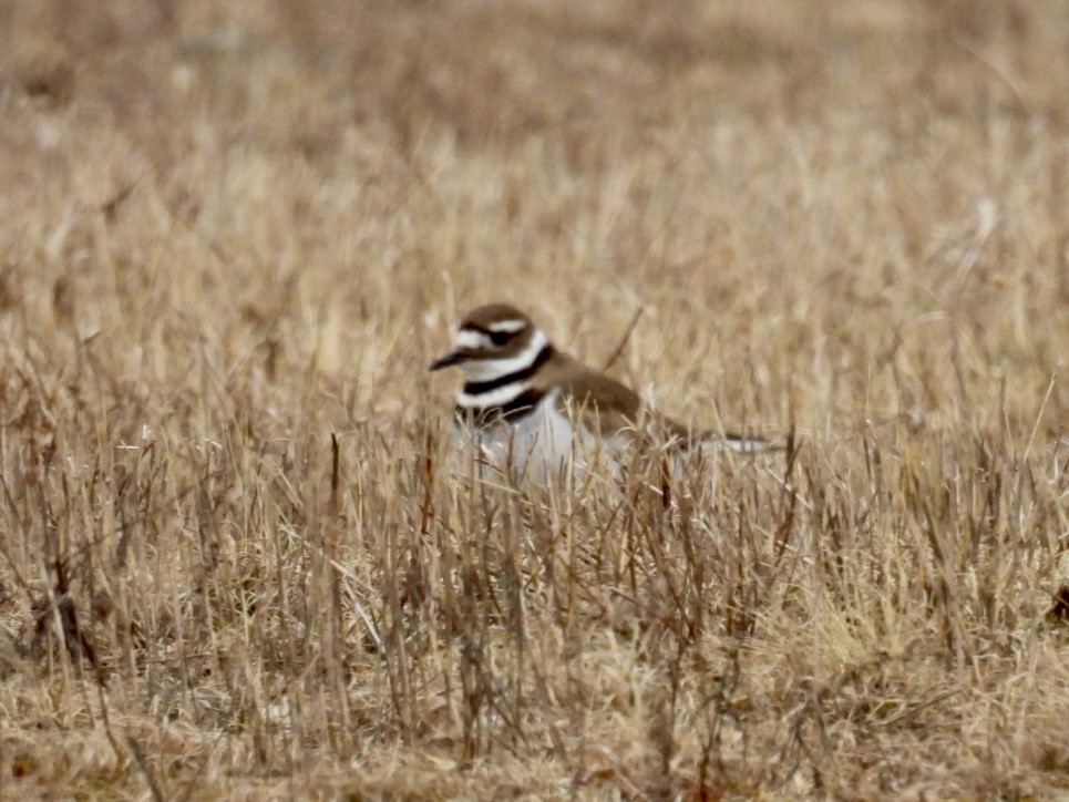 Killdeer - ML616223557