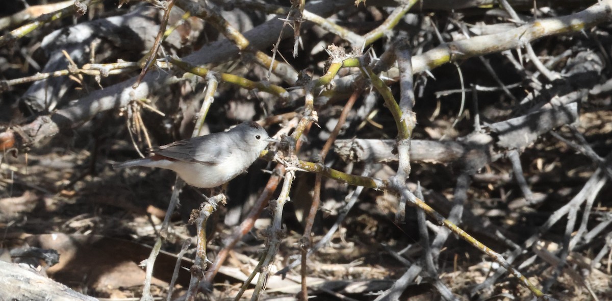 Lucy's Warbler - ML616223638