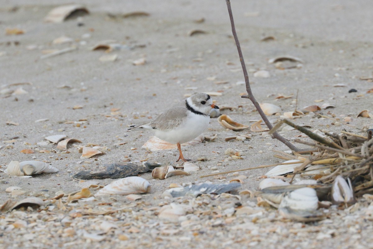 Piping Plover - ML616223675