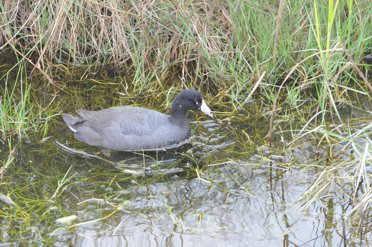 American Coot - Sean Huntley