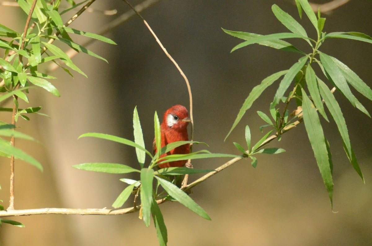 Red Warbler - ML616223729