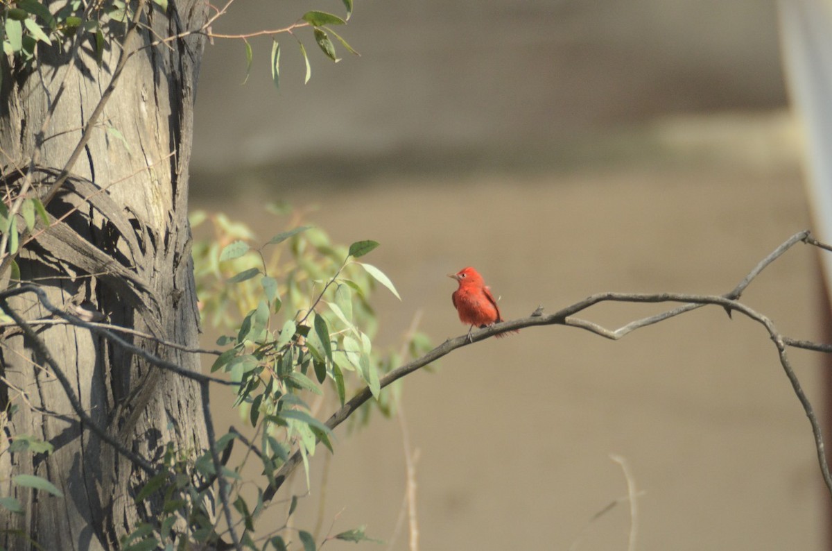 Summer Tanager - ML616223745