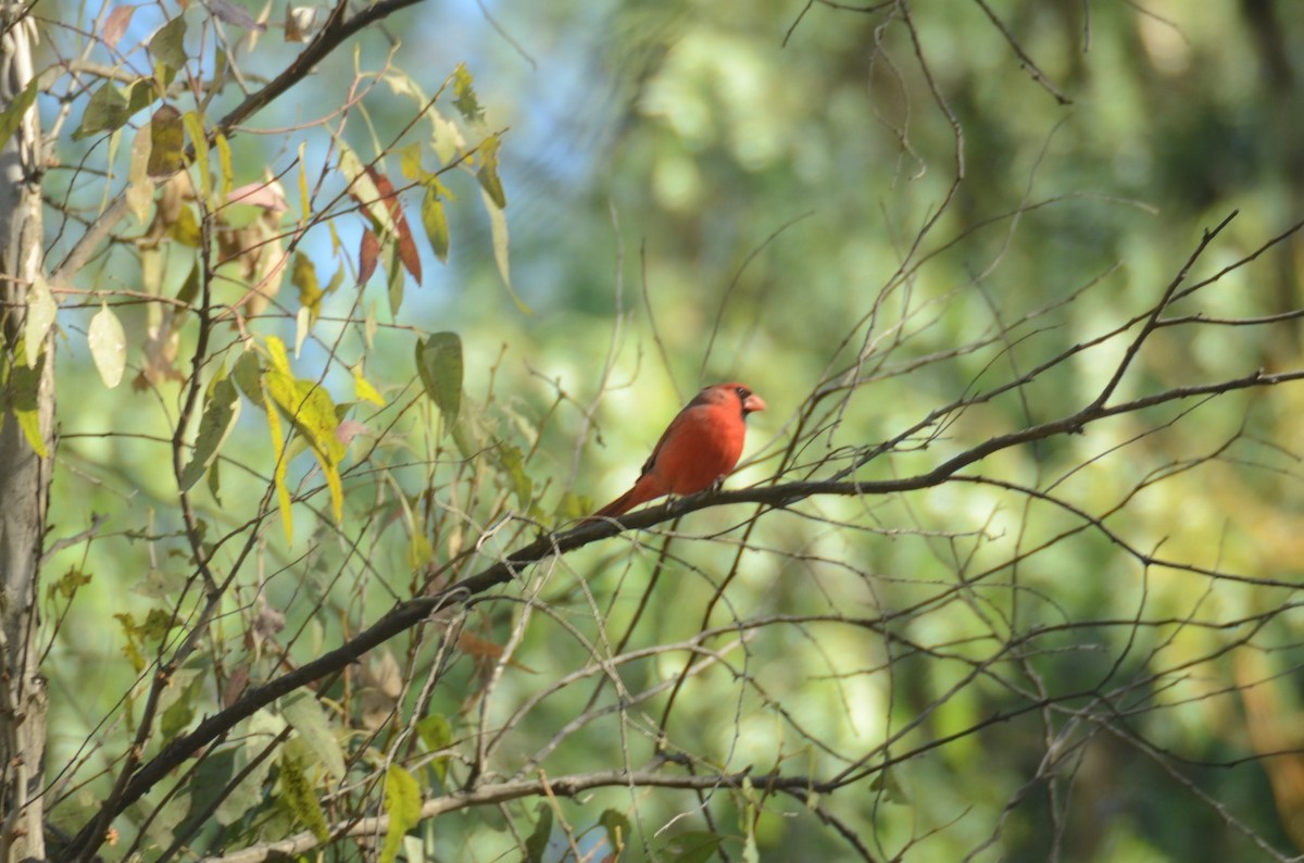 kardinál červený - ML616223756