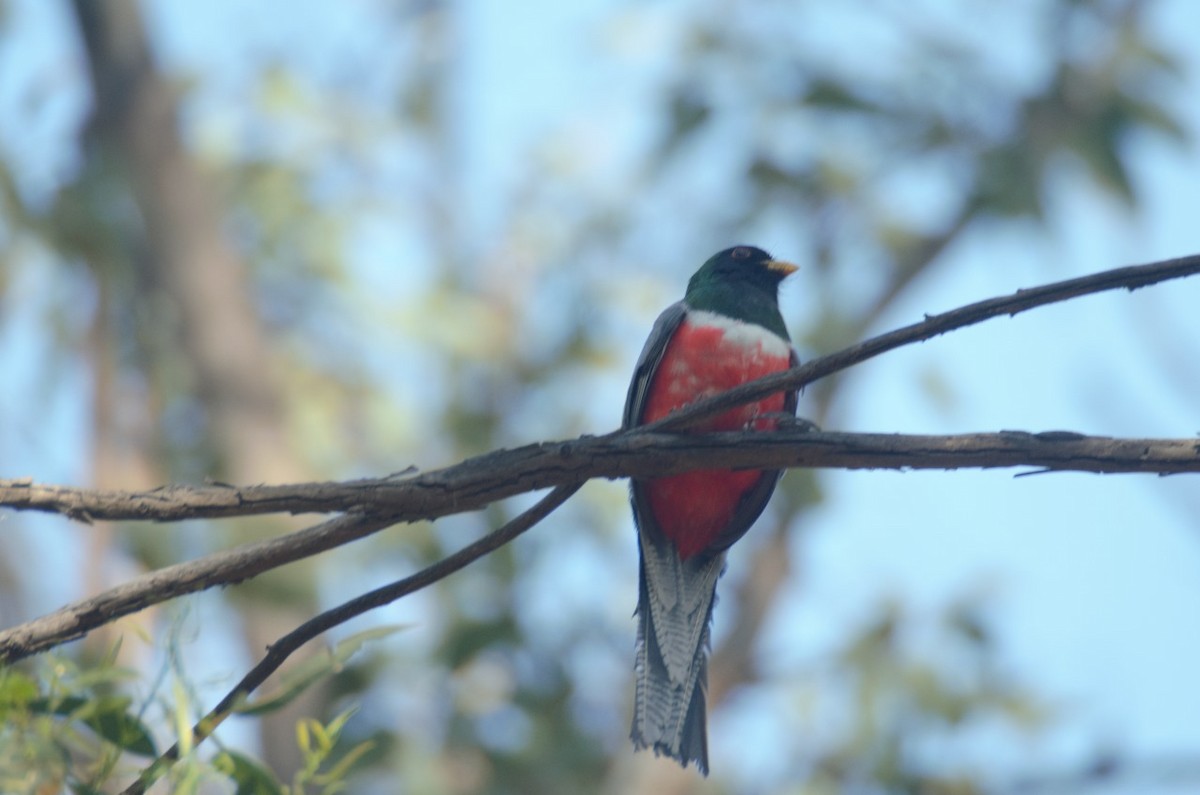 Coppery-tailed Trogon - ML616223768