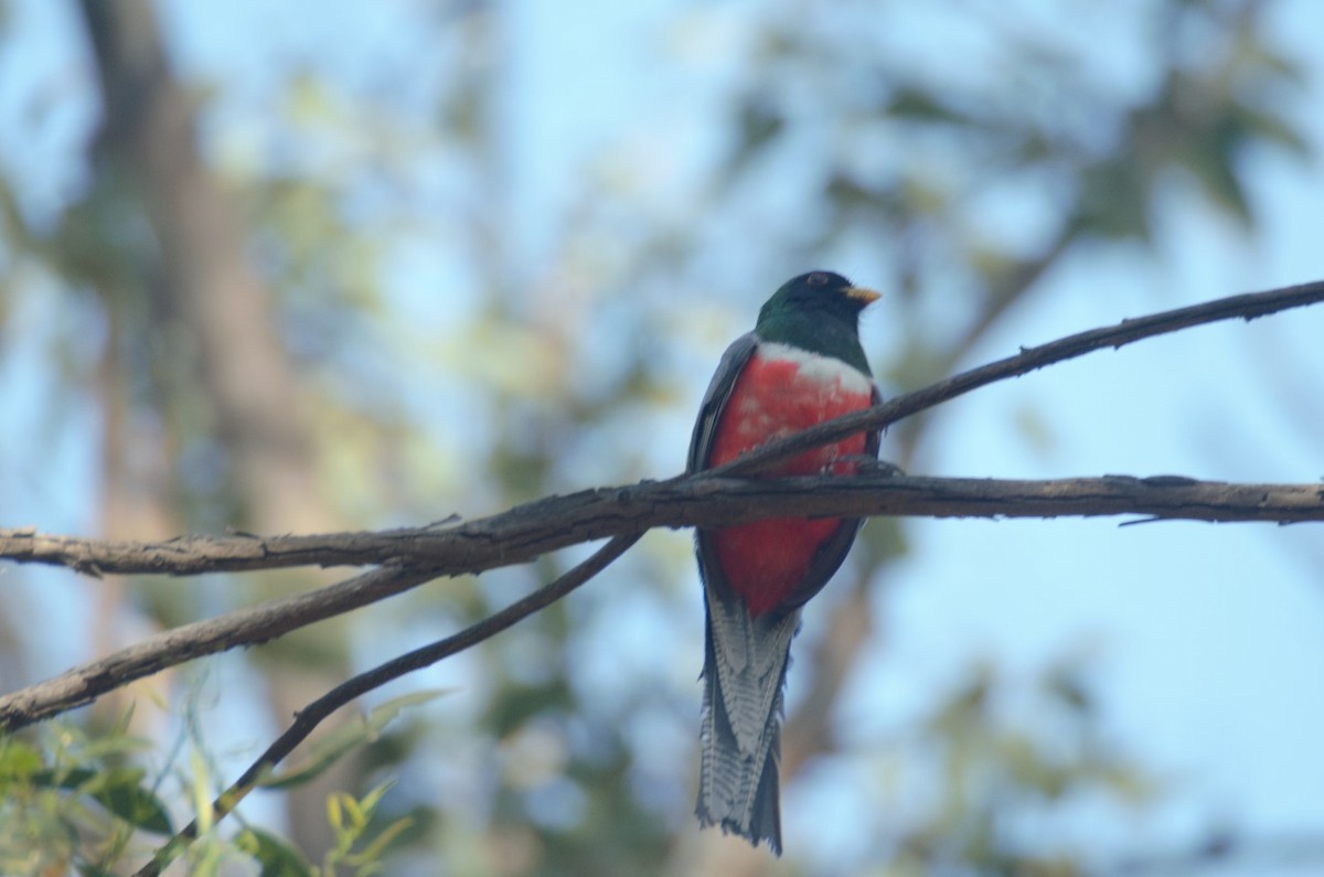 Elegant Trogon - ML616223768