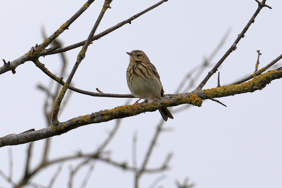 Tree Pipit - ML616223833