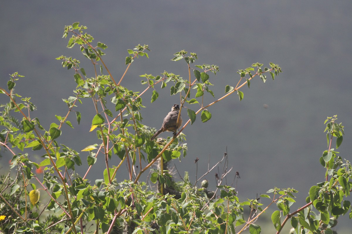 Rusty-bellied Brushfinch - ML616223840