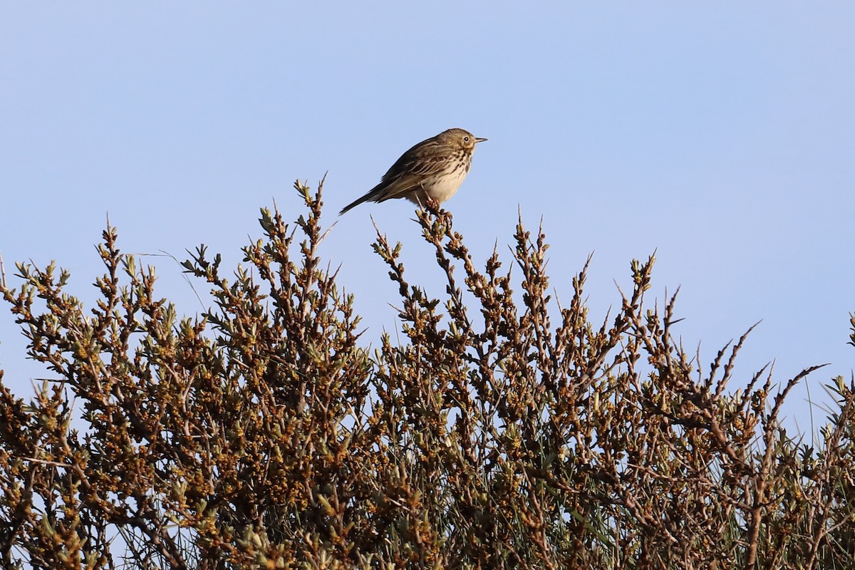 Meadow Pipit - ML616223847