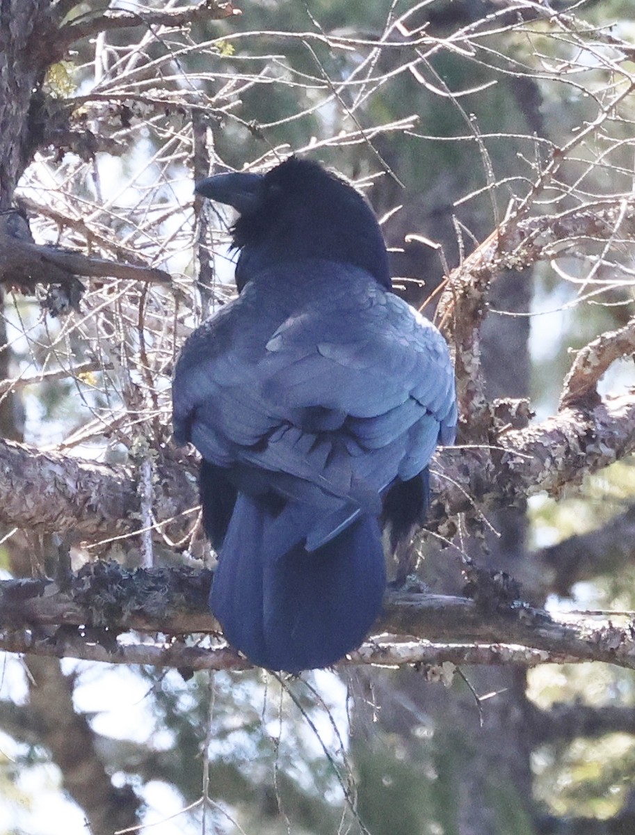 Common Raven - ML616223870