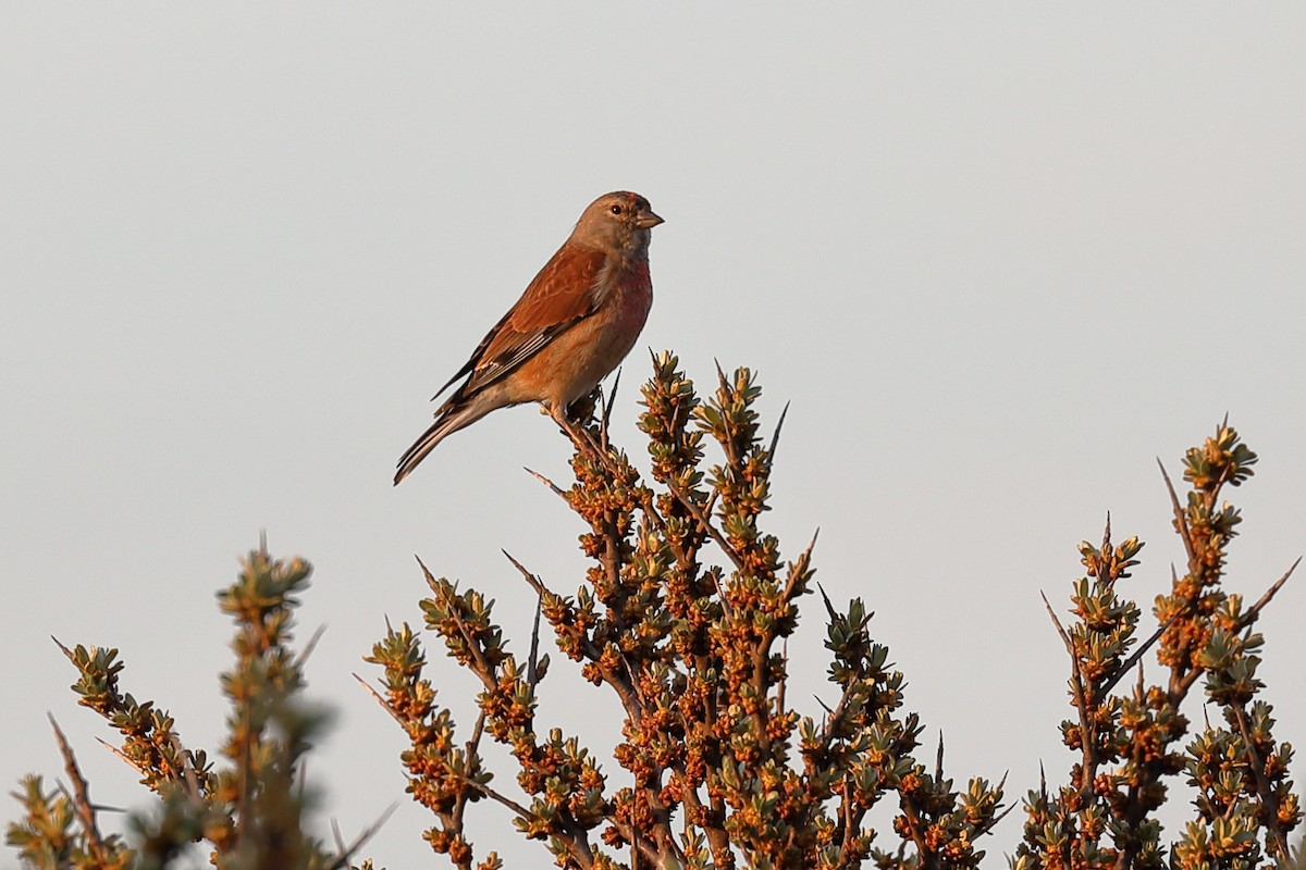 Eurasian Linnet - ML616223871