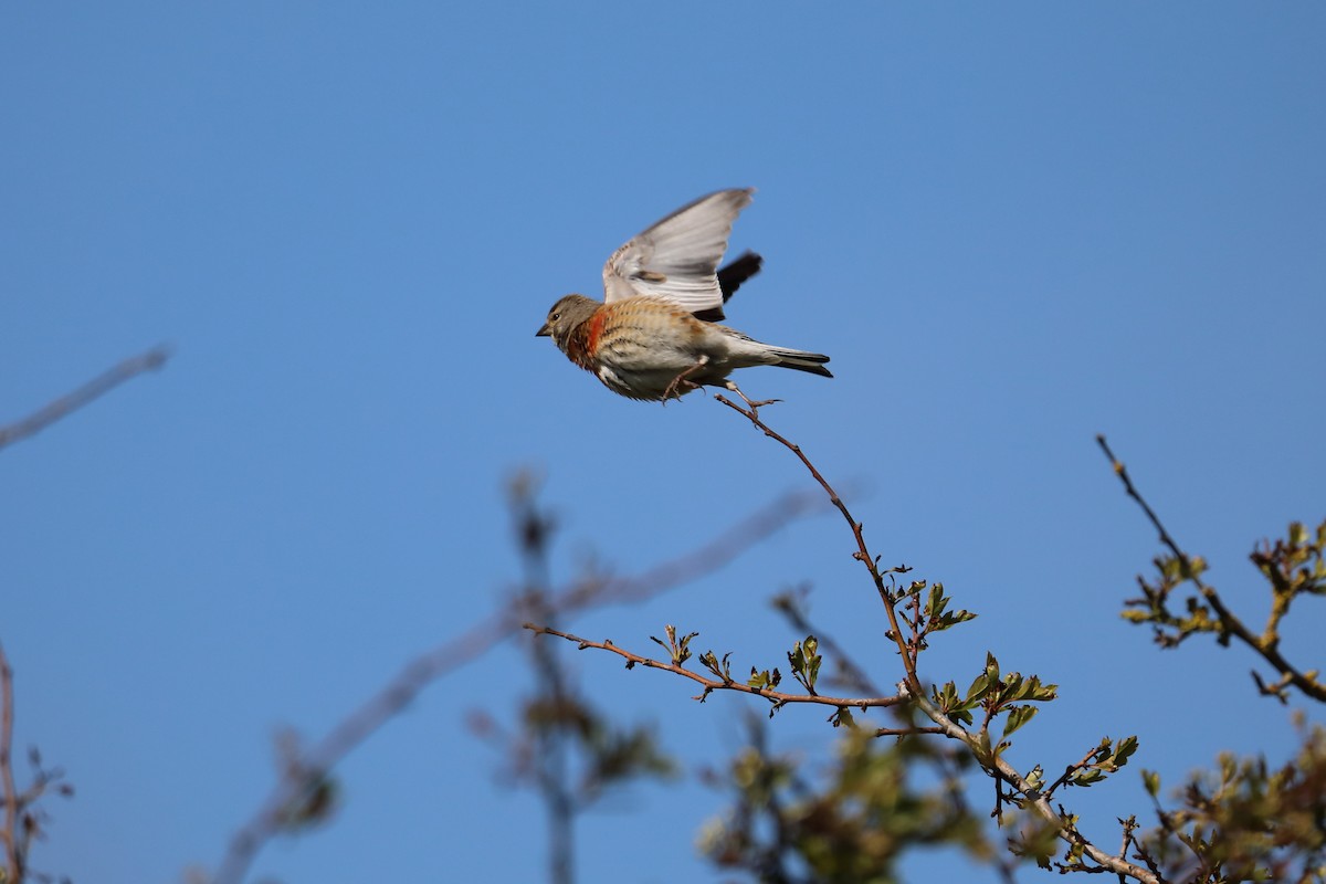 Eurasian Linnet - ML616223872