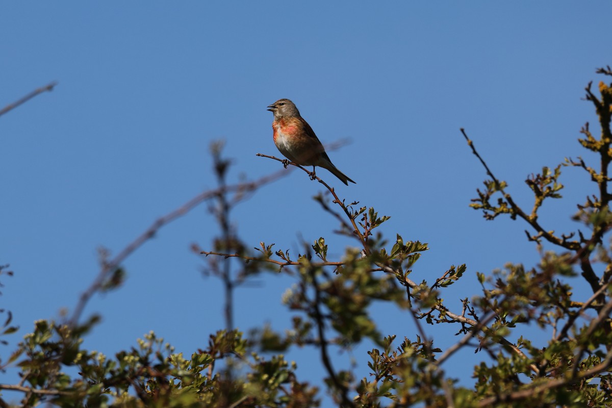 Eurasian Linnet - ML616223874
