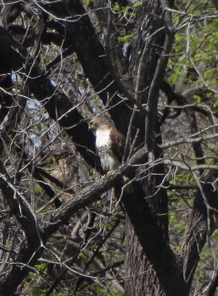 Rotschwanzbussard - ML616223877