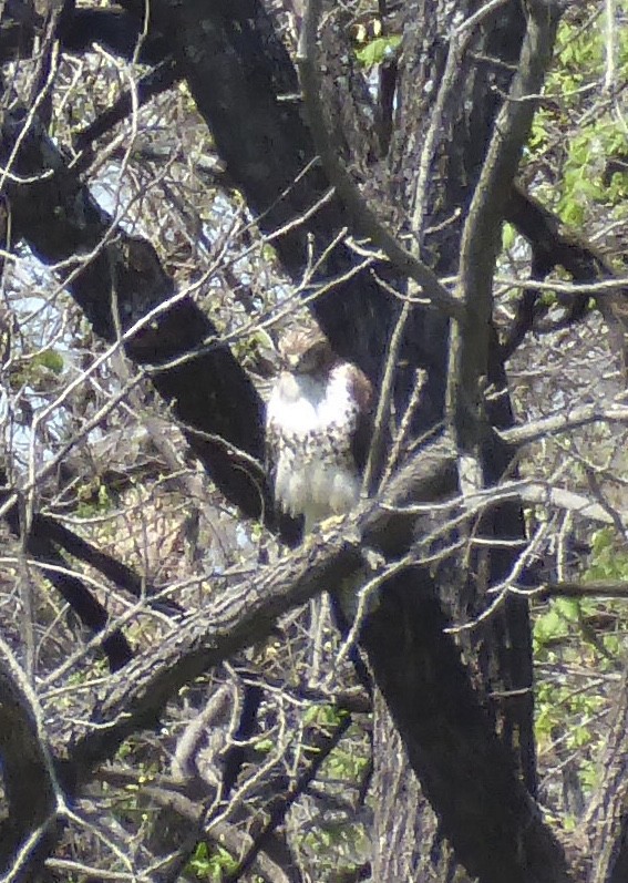 Red-tailed Hawk - ML616223878