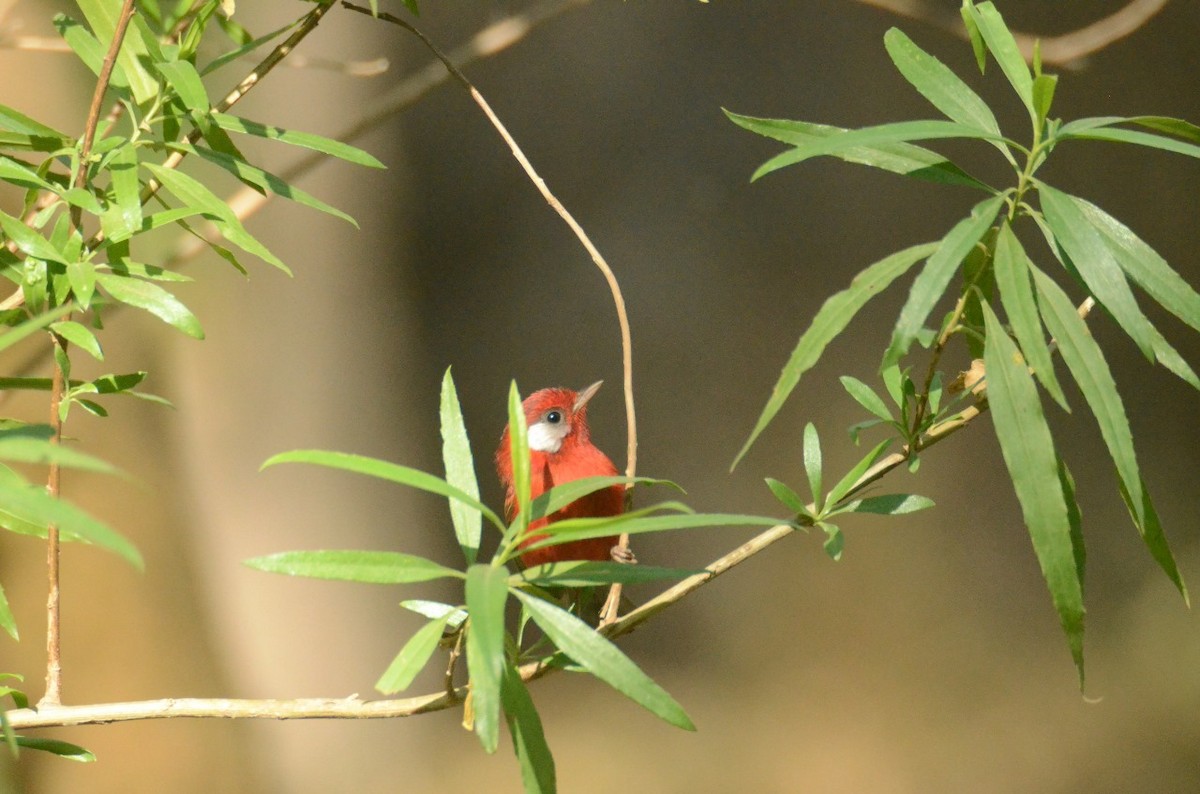 Red Warbler - ML616223905