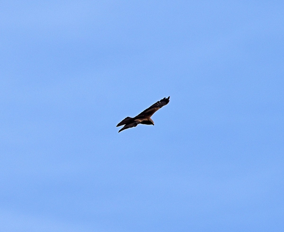 Black Kite - ML616223963