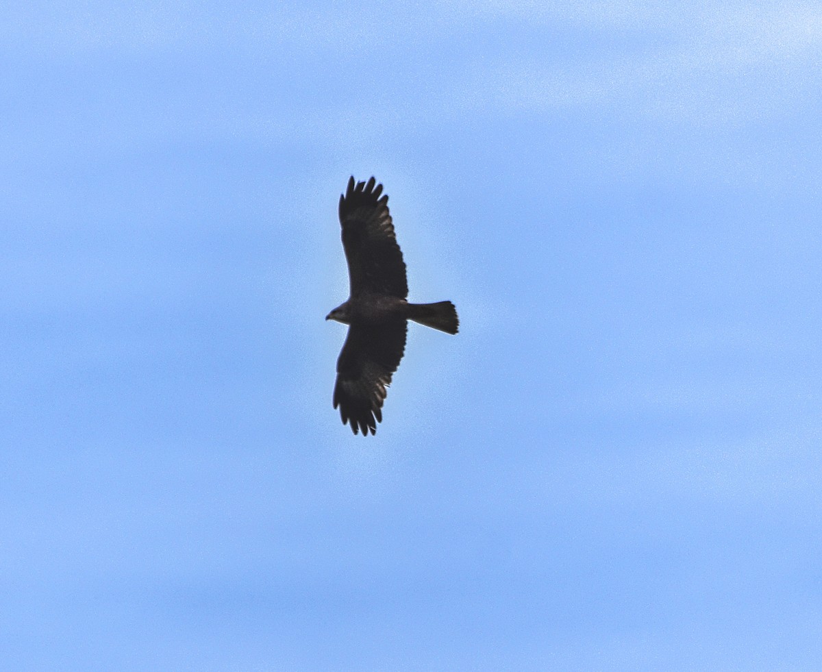 Black Kite - Joao Freitas