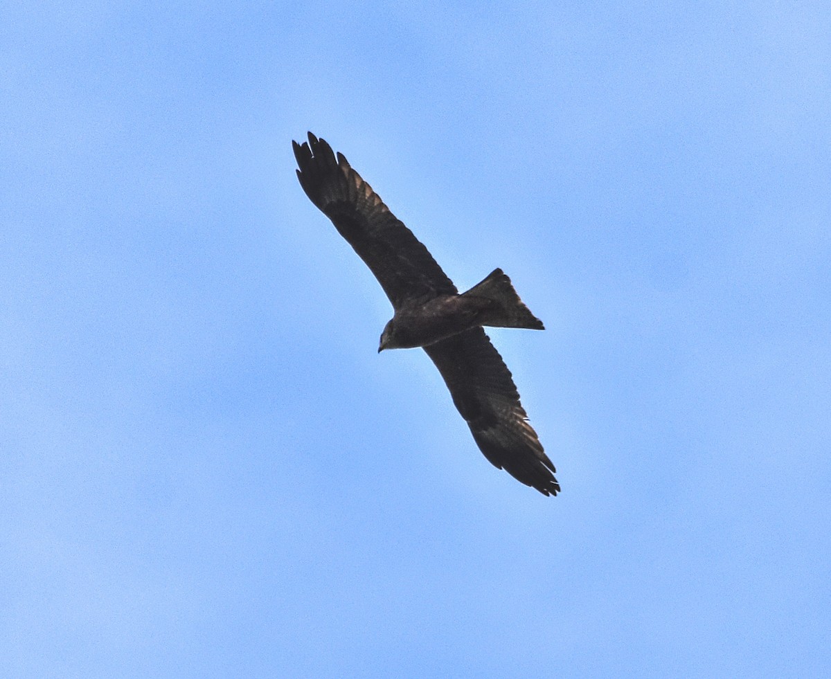 Black Kite - ML616223966