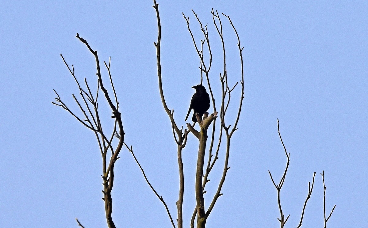 עורב אירופי - ML616223974