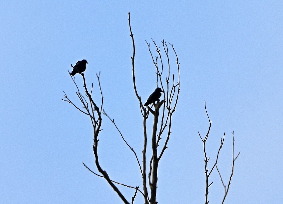 Carrion Crow - Joao Freitas