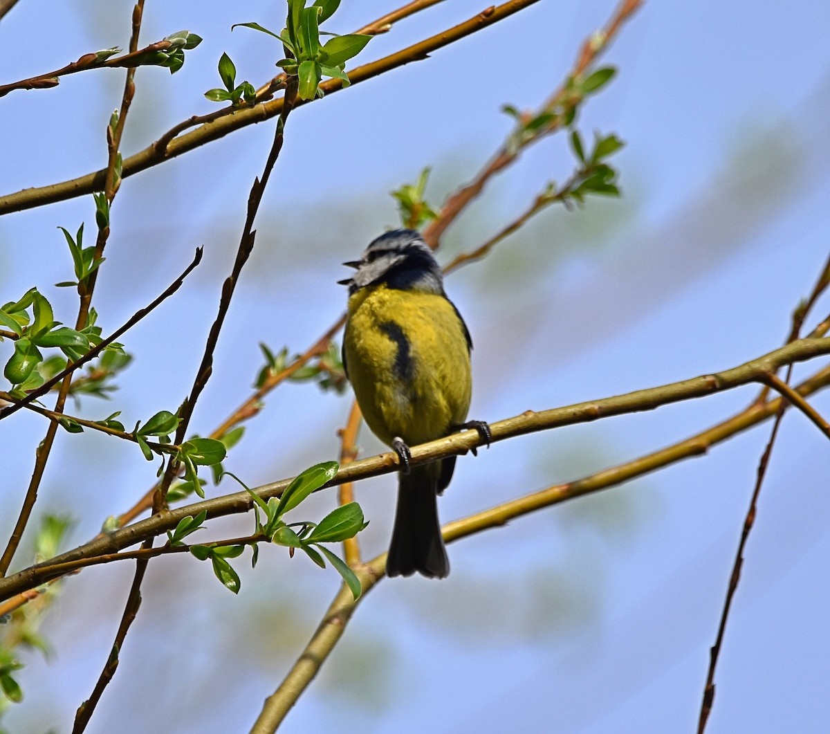 Eurasian Blue Tit - ML616223988