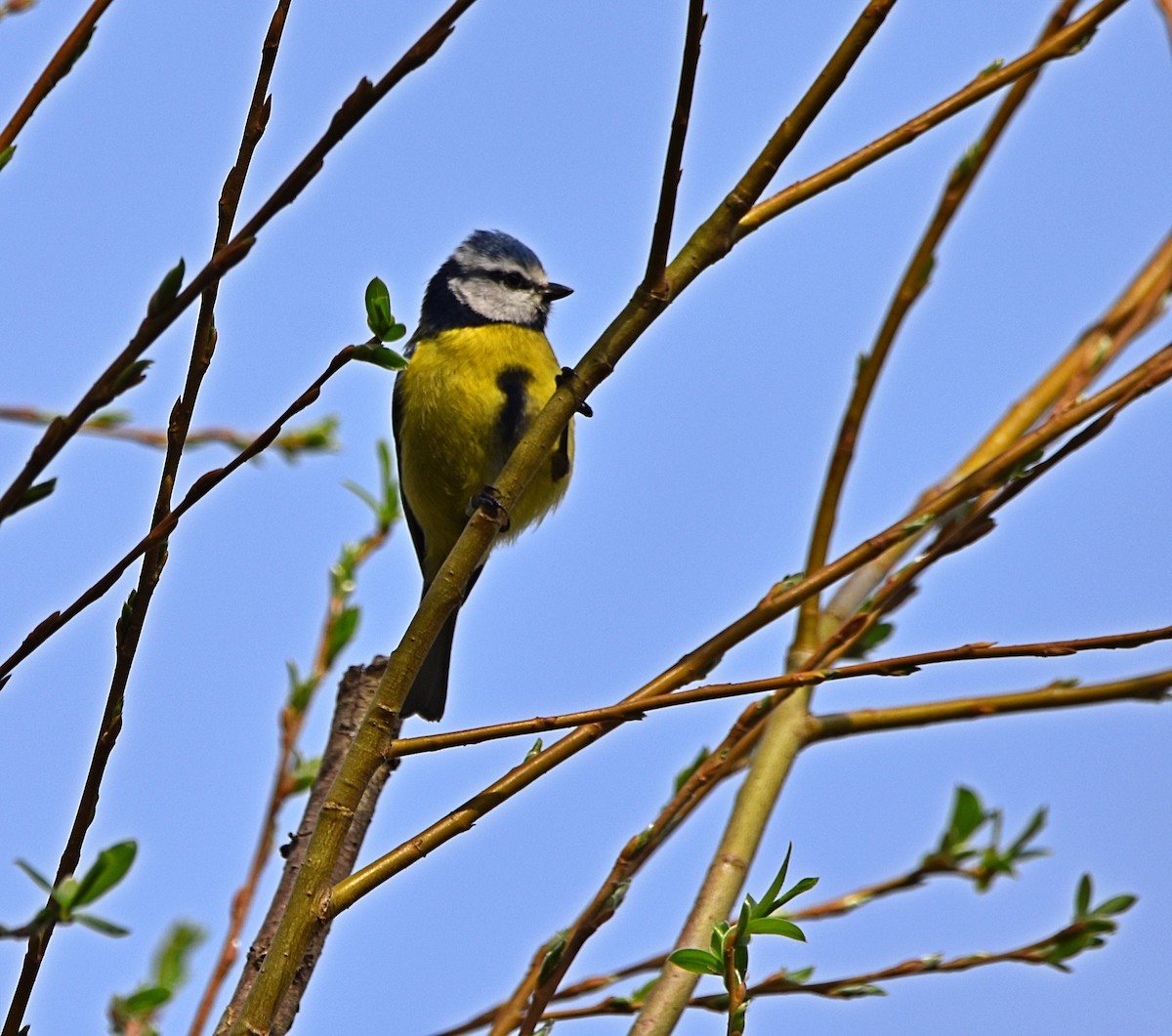 Eurasian Blue Tit - Joao Freitas