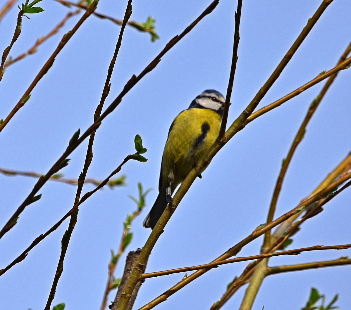 Mésange bleue - ML616223991