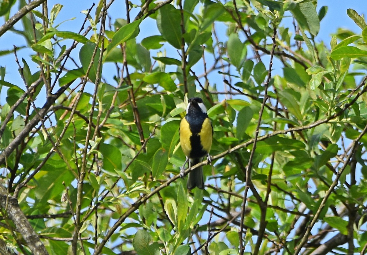 Great Tit - ML616224002