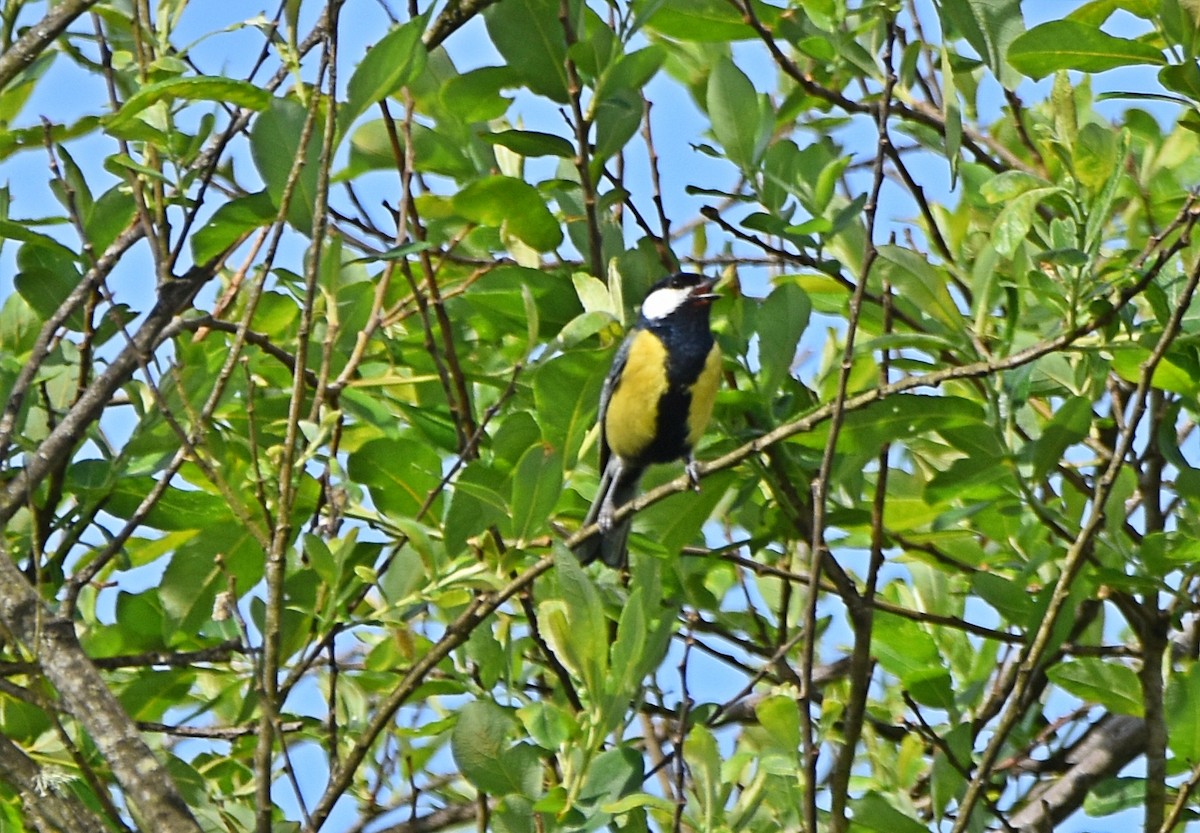 Great Tit - ML616224003