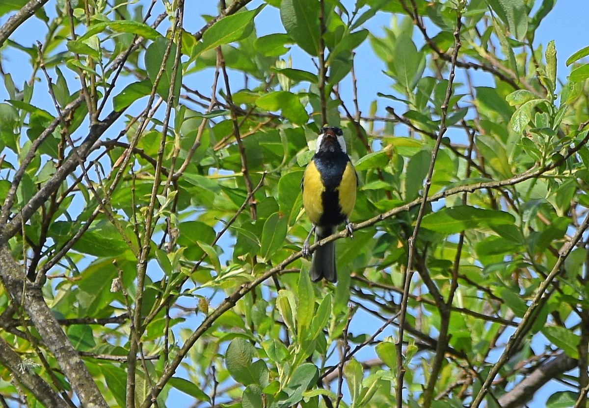 Great Tit - ML616224004