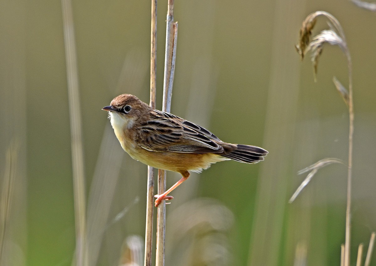 Zitting Cisticola - ML616224016