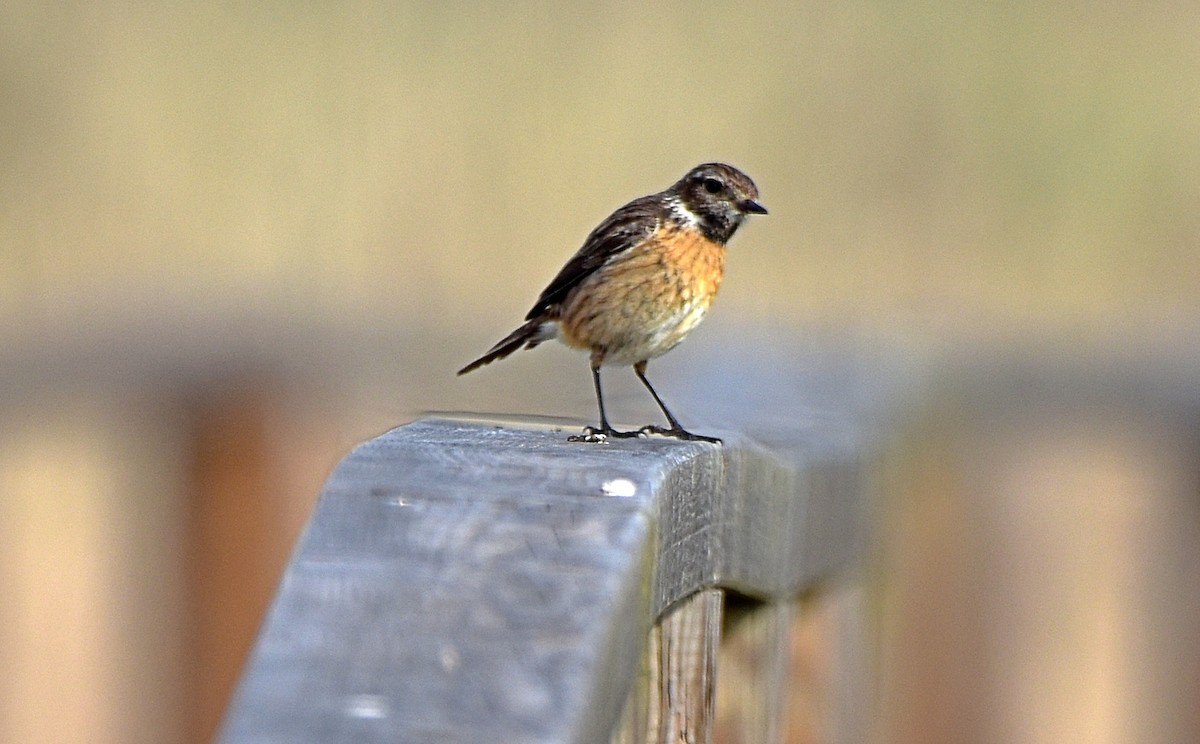 European Stonechat - ML616224021